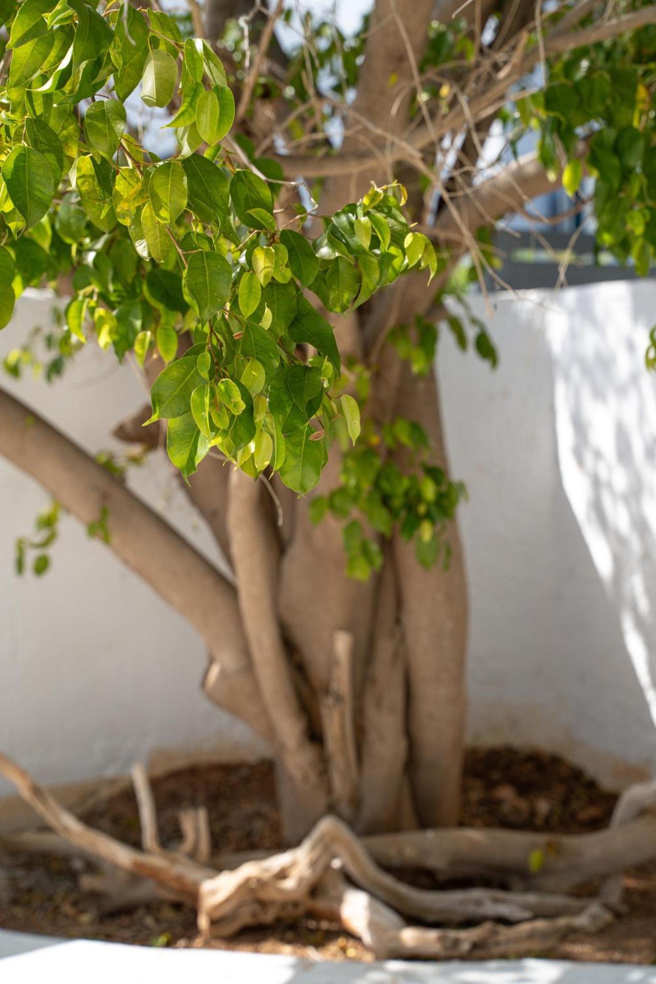 Apollonas&Sibylla Villa Chorio  Esterno foto